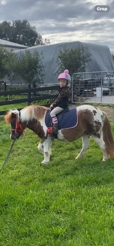 Stunning Chestnut &amp; White Homozygous 7 yrs old Shetland Mare