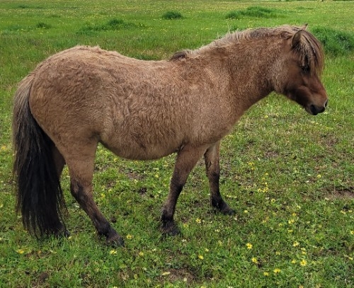 Baydun Shetland filly 