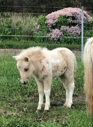 KAY-ROCK HALO 2 year old filly