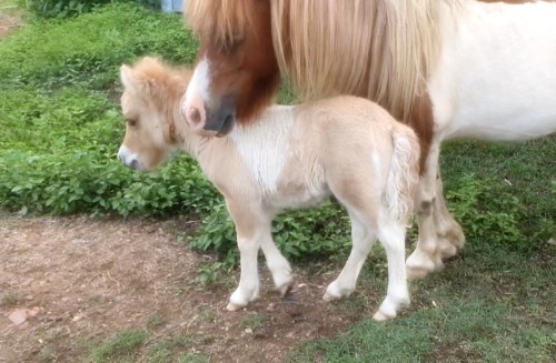 RED DUN SKEWBALD COLT JERKITA EQUILIZER 