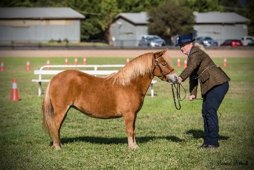 Gorgeous broodmare or child’s future pony