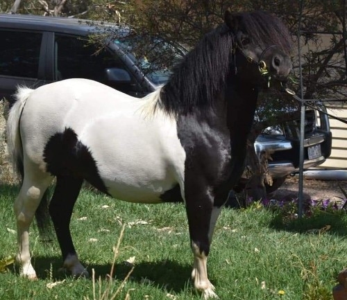 Millbrae Oxide - sire of Forseti Park Tiberius