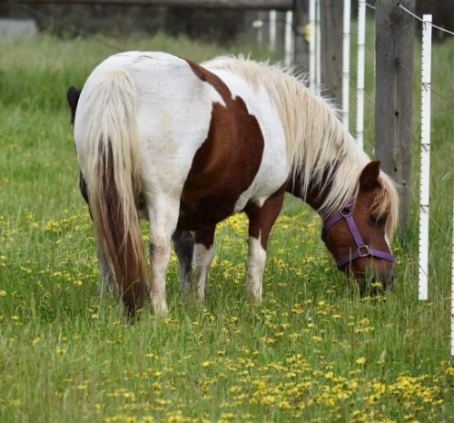 Dam of Forseti Park Tiberius