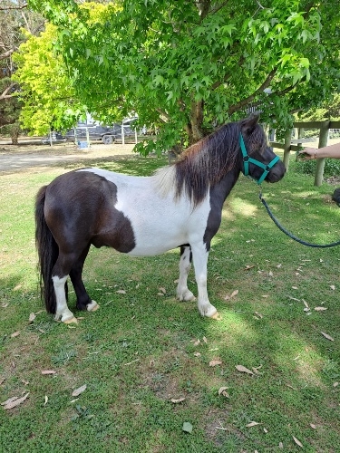 Tara Park Tuxedo