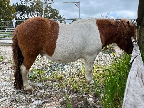 Lovely Friendly Shetland Gelding