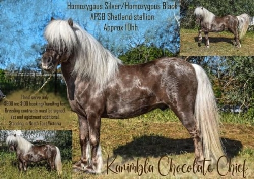 Sire Kanimbla Chocolate Chief