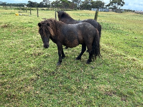 Unalla Park Bandit