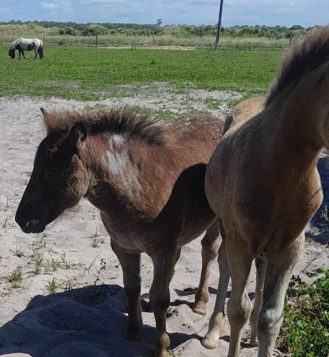 Blue roan filly