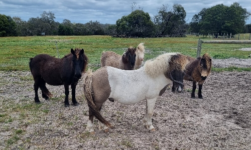 Aachen Shetland Stud Closure-Delkara Park Hinto