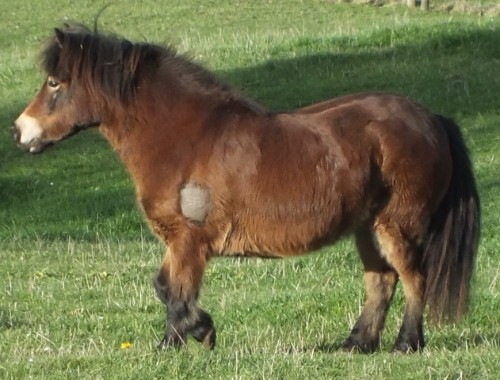 Young bay mare
