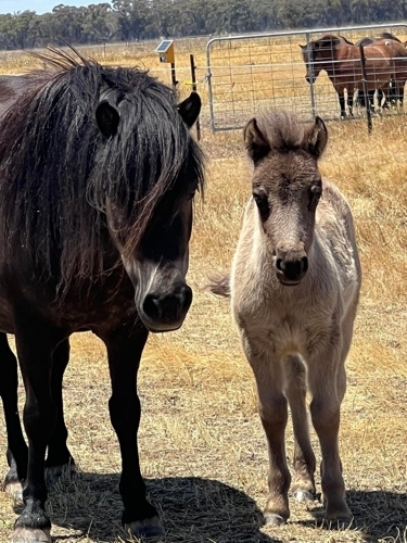 Quality Gelding