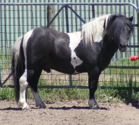 Piebald Stallion- Tara Park Galliano