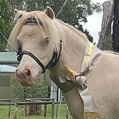 Gemma yearling 2.jpg