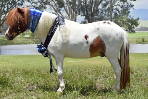 Homozygous tobiano stallion 