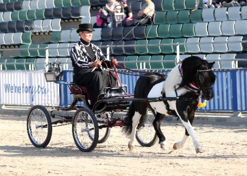 Tara Park Phoenix - Champion Harness Shetland Melbourne Royal 2018.jpg
