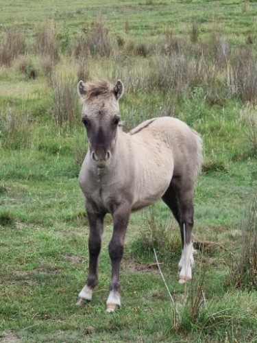 Amberling Smoke Show - APSB &amp; AMPS 