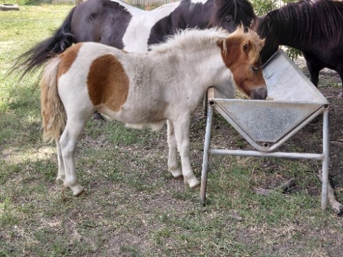 Glen Ardan Searchlight