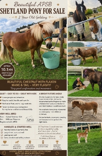 Flashy Shetland gelding 