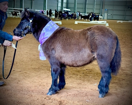 Beautiful Yearling Filly