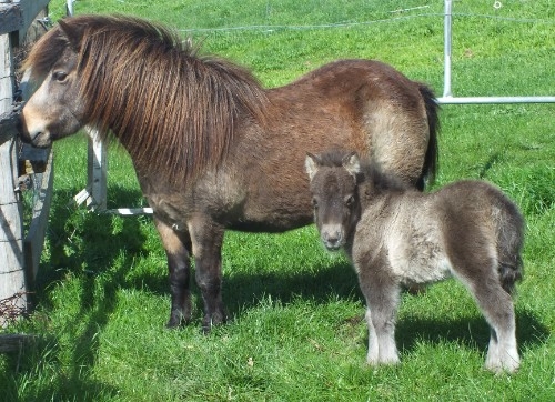 Mare and foal package