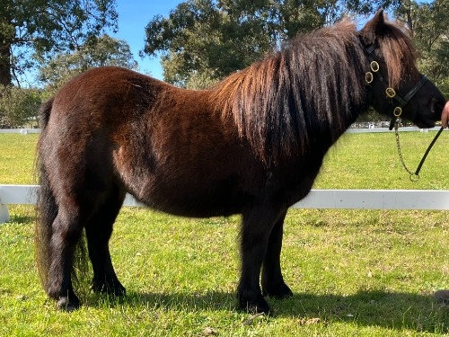 Wahroonga Farm Douglas