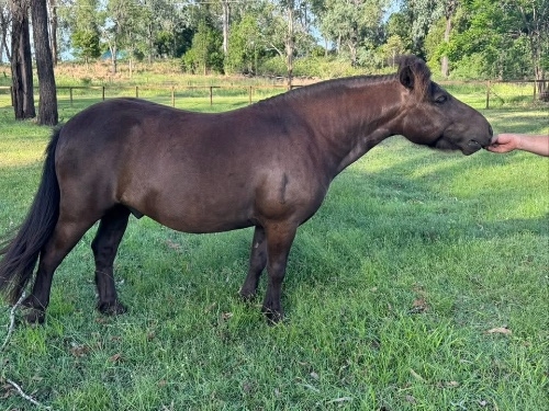  Cleoranee Royal Additon - Black Gelding