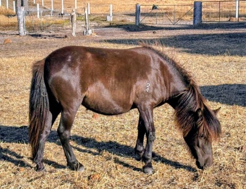 Yearling black brown filly 