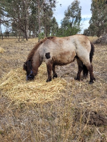 Blue roan  filly