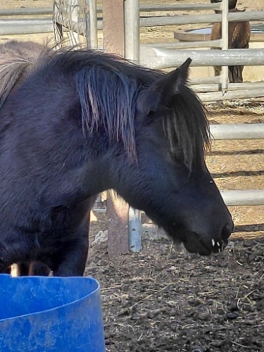 Black colt - Balnagown Cabin Boy