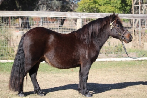Bay colt
