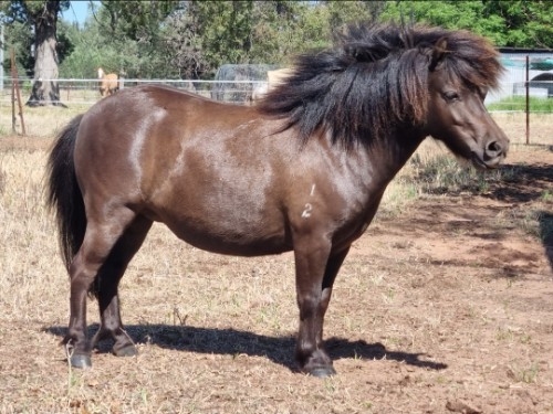 Smokey black mare