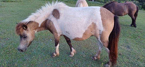 Domino Downs Jems Glory N Cream 