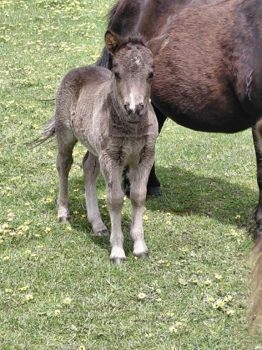 Black colt