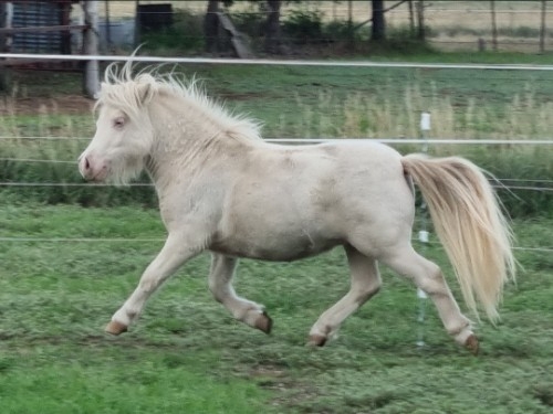 Perlino stud colt