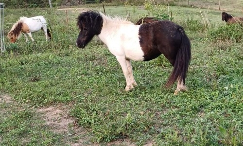 Mystery Lodge Perfection